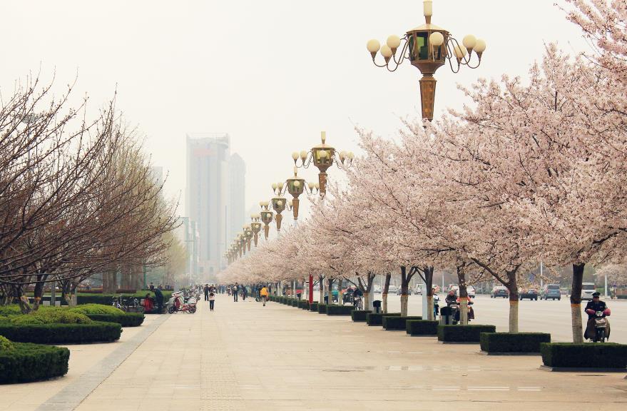 潍坊人民广场的樱花